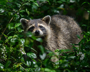 Racoon  in a tree