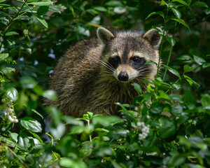 Racoon  in a tree
