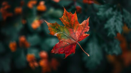 Fototapeta premium A close-up of a maple leaf turning from green to vivid red and orange, symbolizing the transition from summer to autumn