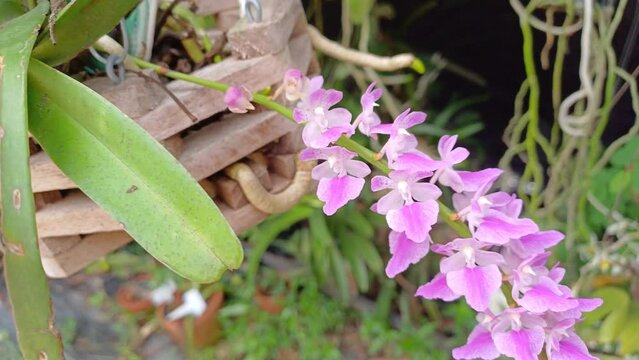 Wild orchid in Thailand name aerides rosea Lodd. ex Lindl. & Paxton