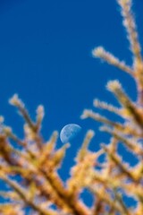 The moon behind the yellow leaves