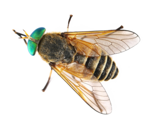 Common horse fly or notch-horned cleg fly isolated on white, Haematopota pluvialis, top view