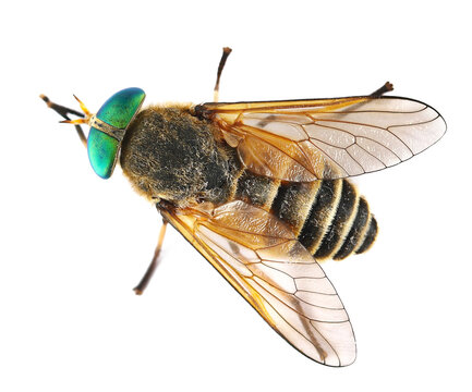 Common horse fly or notch-horned cleg fly isolated on white, Haematopota pluvialis, top view