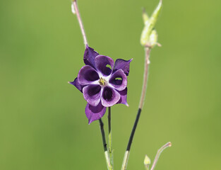 Wild flower of common columbine plant on a meadow, Aquilegia vulgaris
