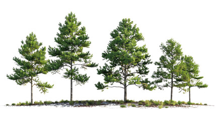 Obraz premium set of Loblolly pine trees with isolated transparent background
