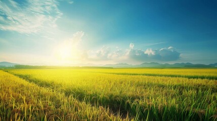 Fototapeta premium A golden rice field stretching to the horizon under a clear blue sky, with lush green rice plants swaying in the breeze