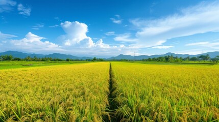 A golden rice field stretching to the horizon under a clear blue sky, with lush green rice plants swaying in the breeze