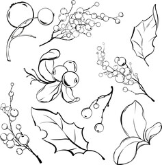 Vector botanical winter set. Mistletoe berries and ilex branch on isolated background. Sketch outline drawings of plants and leaves. Drawn in black ink.