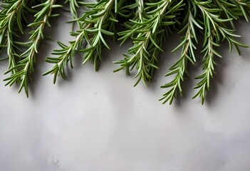 Aromatic rosemary sprigs on a concrete background
