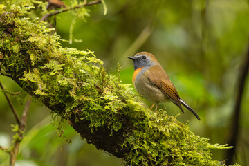 Rufous-gorgeted flycatcher perched on a moss-covered branch in the rainforest