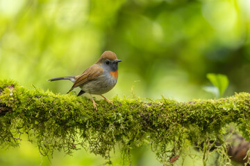 Rufous-gorgeted flycatcher perched on a moss-covered branch in the rainforest