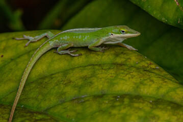 Florida Green Anole