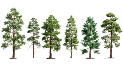 Obraz premium set of ponderosa pine trees with isolated transparent background