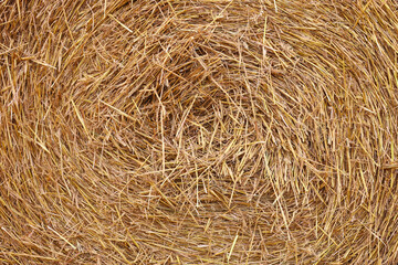 Hay bale roll as background, closeup view