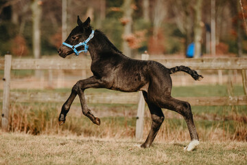 Black foal with halter running in meadow 