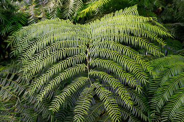 Baumfarn /Cyatheales) Dicksonia, Wald Bali, Indonesien, Asien 