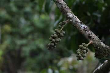 Longkong Garden Fresh Thai Fruits – High-Quality Produce with a Variety of Ages for the Best Flavors