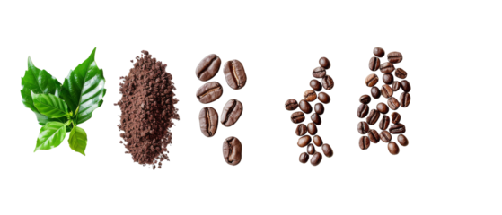 Set / collection of beautiful coffee beans, flowers, buds and leaves isolated on white background, ground coffee, espresso shots or cafe ambiance design elements, top view / flat lay.