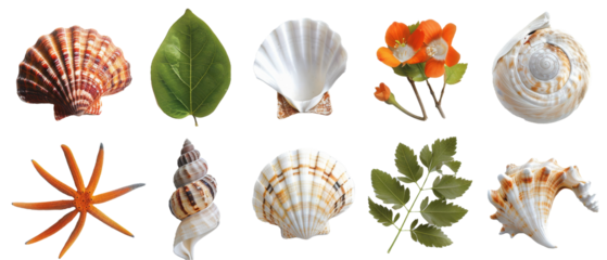 Set / collection of beautiful seashells, flowers, buds and leaves isolated on white background, coastal decor or beach themed design elements, top view / flat lay.