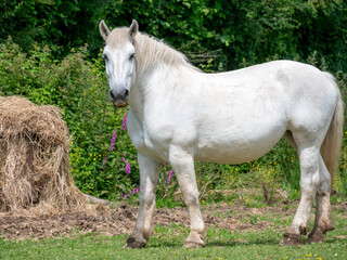 Obraz premium Cheval blanc Percheron dans la Sarthe