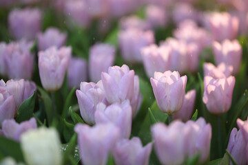 pink tulip flowers in close up