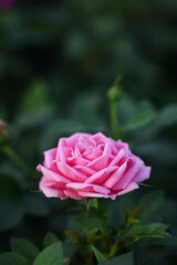 pink rose flower in close up