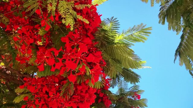 Flamboyant arvore tree. Royal gulmohar in bloom. Delonix regia flower. Panicle royal poinciana tree and flame tree or peacock Blooming red tree 