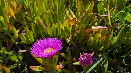One Flower Blooming, One Flower Dying