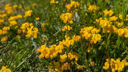 Yellow Flowers Blooming by California Coastline