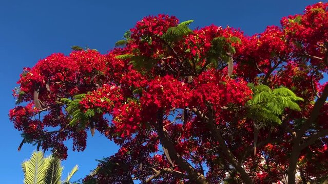 Flamboyant arvore tree. Royal gulmohar in bloom. Delonix regia flower. Panicle royal poinciana tree and flame tree or peacock Blooming red tree 