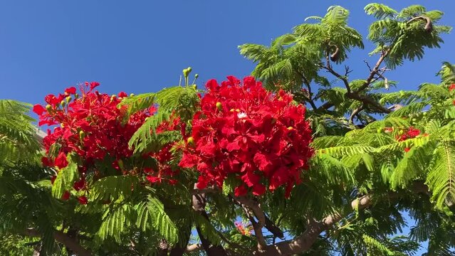 Flamboyant arvore tree. Royal gulmohar in bloom. Delonix regia flower. Panicle royal poinciana tree and flame tree or peacock Blooming red tree 