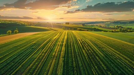 Obraz premium Breathtaking aerial view of green farmland at sunrise, with well-organized crop rows and a vibrant sky, emphasizing the charm of agriculture, photo realistic, isolated on white background