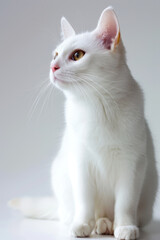 Elegant White Cat with Bright Eyes Sitting Gracefully Against a Minimalist Background, Perfect for Pet Lovers and Animal-Themed Projects