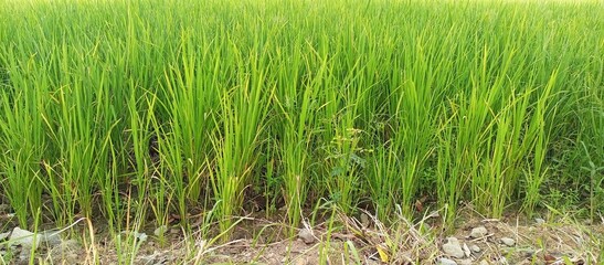view of green rice fields on village road. rice grows fertile