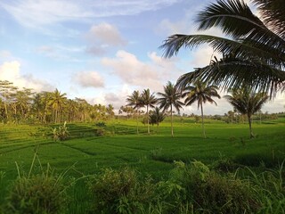 Obraz premium A landscape view of paddy field in village