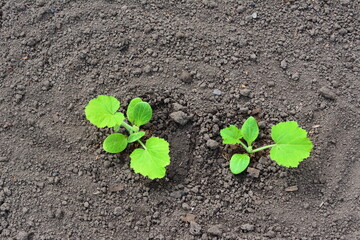 a patisson seedling growing on the ground top view 
