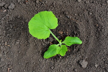 a zucchini seedling growing in the soil