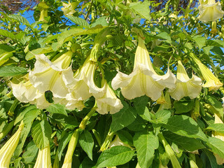 Flores de Brugmansia suaveolens o trompetero