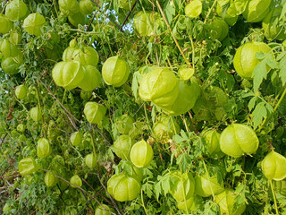 Cardiospermum halicacabum, una de las diez flores sagradas de Kerala