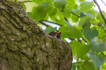 Blackbird - Turdus merula sits in a crevice of a tree on a nest.
