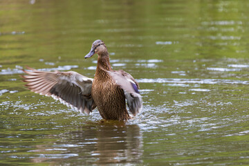 Male and female ducks swim in the water on a pond in the setting sun.