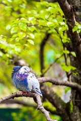 colorful dove sitting on a tree branch, vertical photo. white dove with gray breast. mating season for pigeons. 