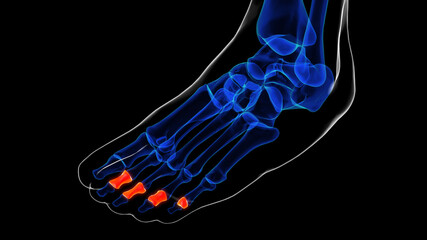 Middle phalanx foot bones anatomy for medical Concept 3D rendering