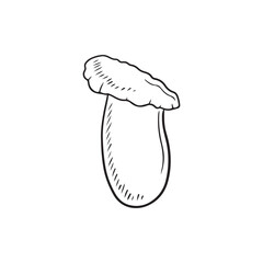 Realistic leurotus eryngii in black isolated on white background. Hand drawn vector sketch illustration in doodle vintage engraved style. Concept of japanese tasty delicious gourmet for cooking.