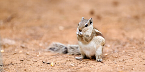 Cute little chipmunk sitting on ground and eats kernel of corn in green park and looking around,...