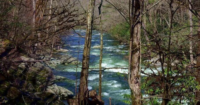 Fast flowing mountain stream or river causes white water as it flows over rocks and past forest trees on a sunny spring day.