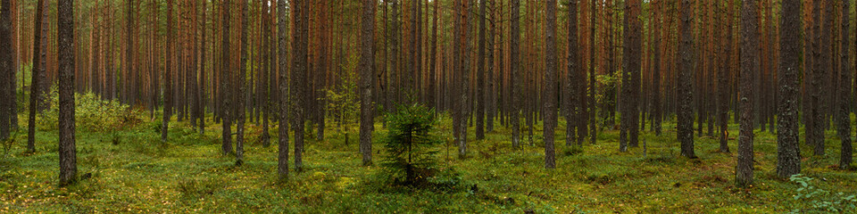 Obraz premium September mossy pine dense green forest. widescreen panoramic side view 20x5