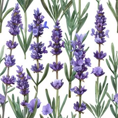 Obraz premium Watercolor Illustration of Lavender Flowers on White Background