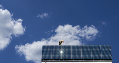 Photovoltaic system on the roof - A stork looks curiously at the reflected sun © Gerd