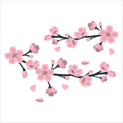 Sakura on white background. Watercolor cherry bud. Cherry blossom flower blooming vector. Pink sakura flower background. Cherry blossom branch with sakura flower. cherry blossom vector. 2054